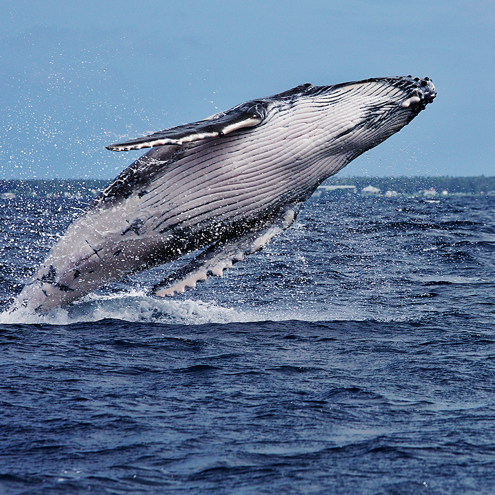 Humpback whale breaching