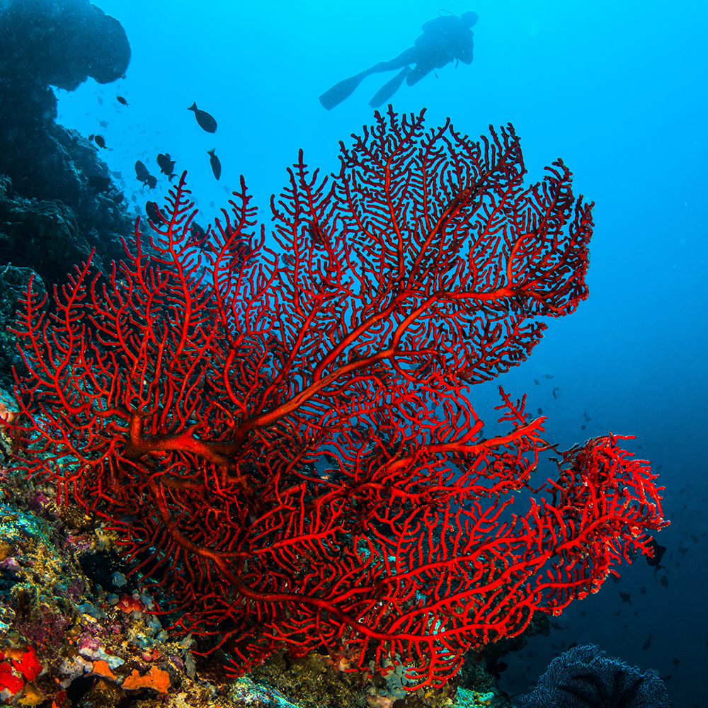 Red Sea fan in Komodo