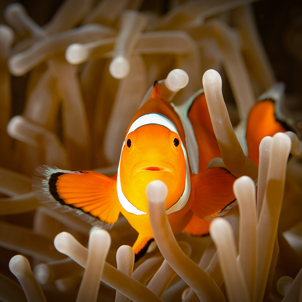 Clown anemonefish (Amphiprion ocellaris), front view, on brown anemone