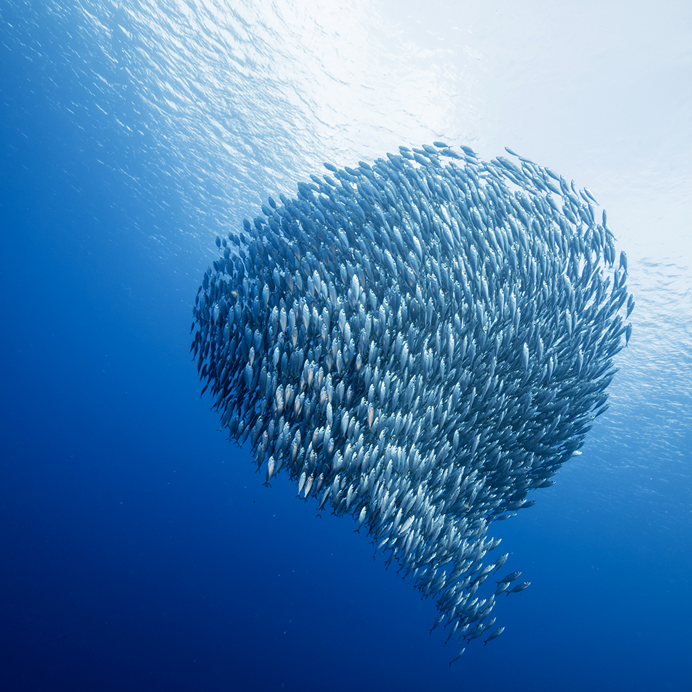 Bait ball in coral reef of Caribbean Sea around Curacao