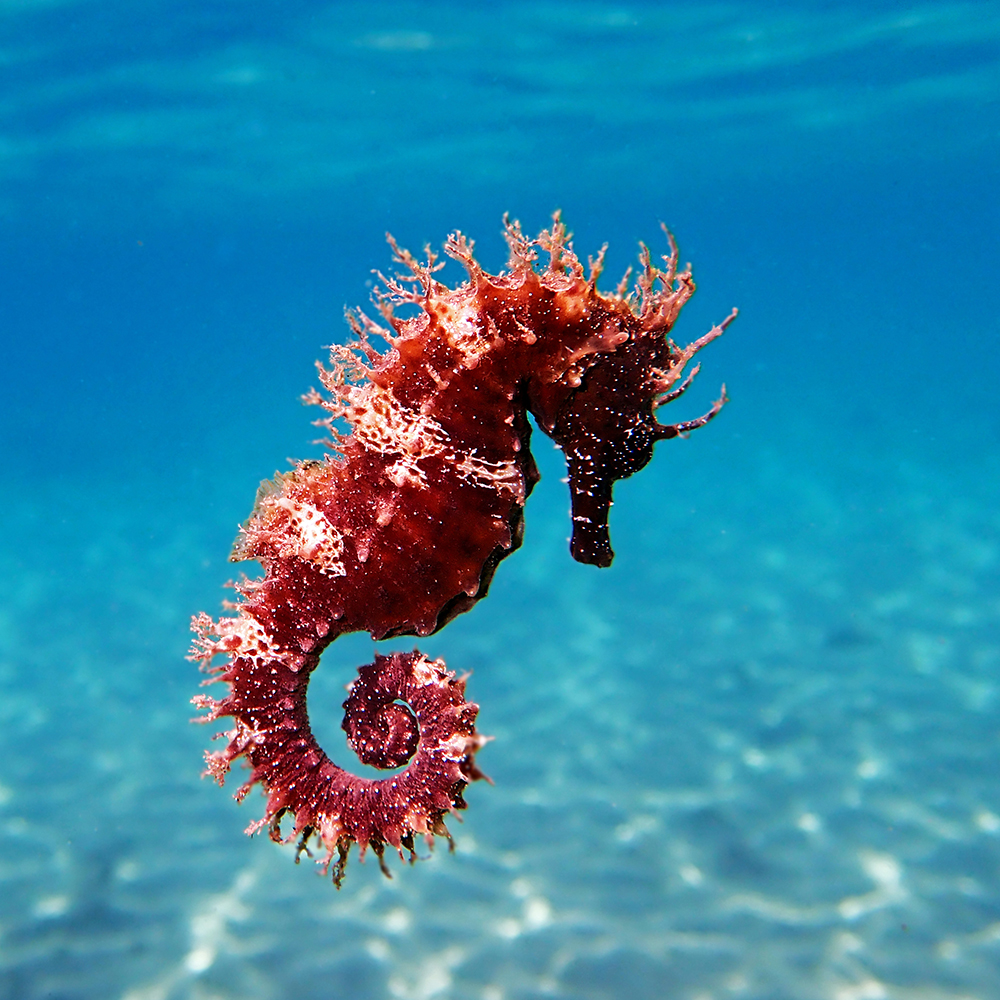 Mediterranean Seahorse